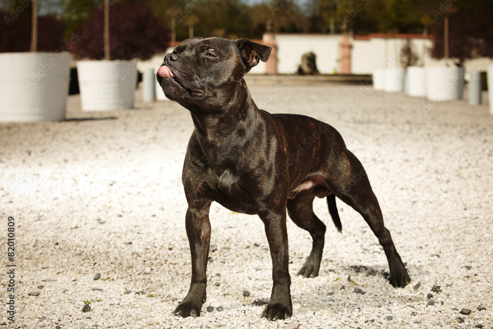Young staffordshire bull terrier on gravel way
