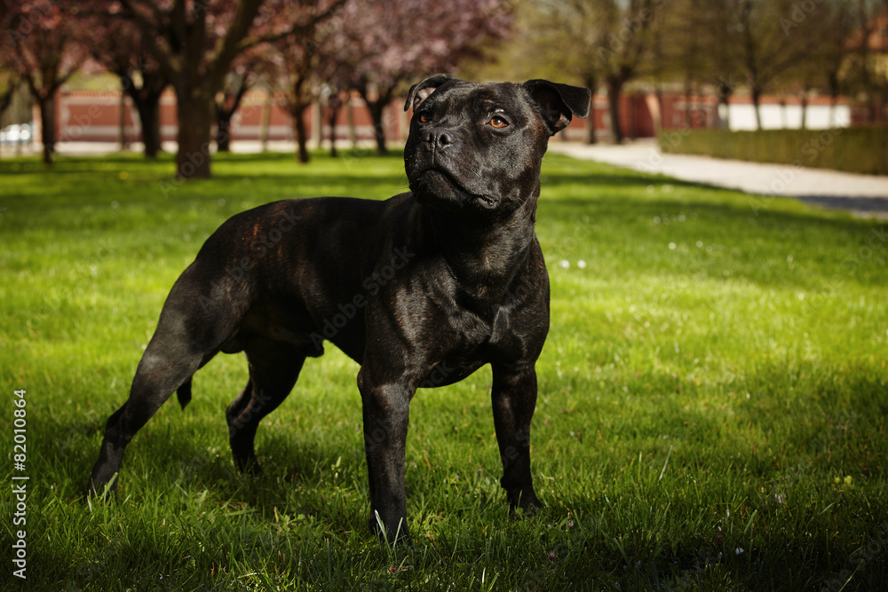 Staffordshire bull terrier posing in spring park Staffordshire bull terrier posing in spring park