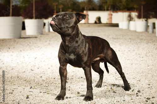 Fotografering Young staffordshire bull terrier on gravel way