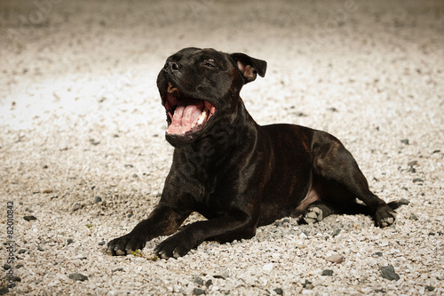 Laughing staffordshire bull terrier 