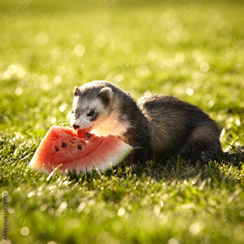 Ferret has a birthday © Couperfield