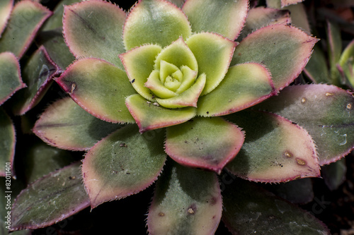 Pianta pianta grassa aeonium photo