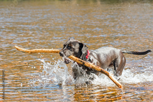 Fotografi Black dog fetching stick from river
