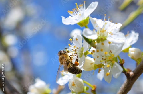 Blossoming branch with flower of cherry tree and a honey bee