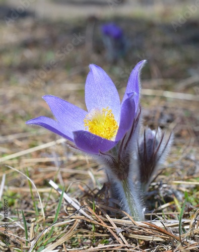 Mountain Pasqueflower (Pulsatilla montana) photo