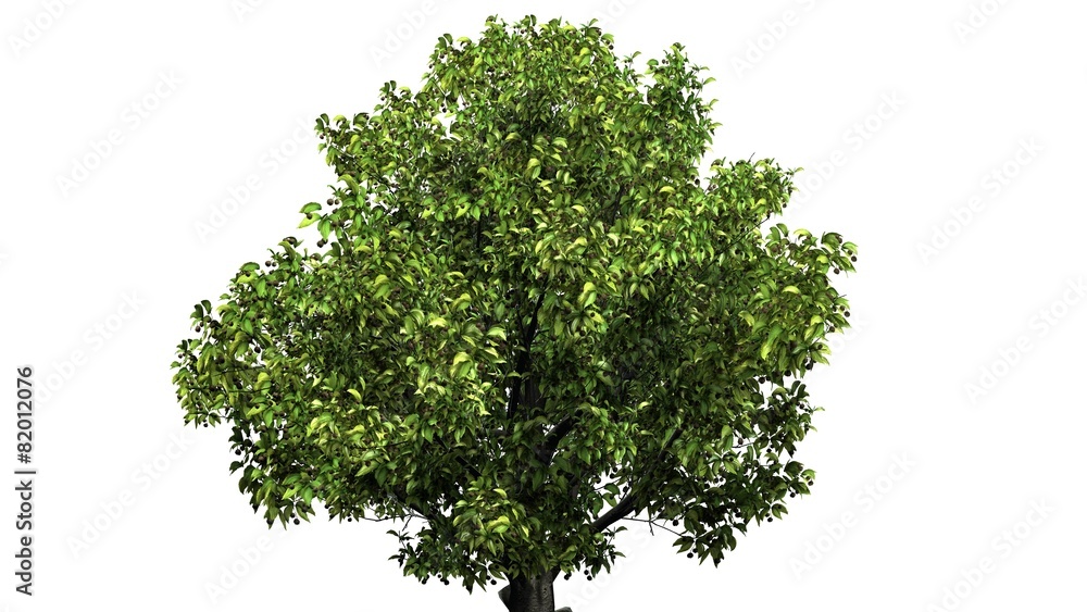 Obraz premium Tree American Beech - separated on white background 