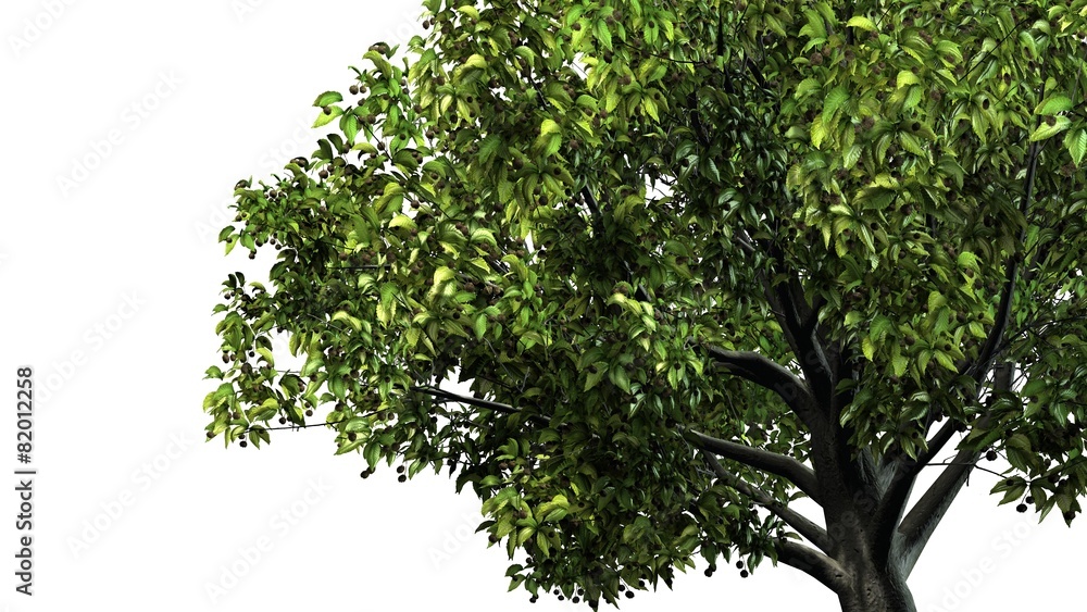 Fototapeta premium Tree American Beech - separated on white background 