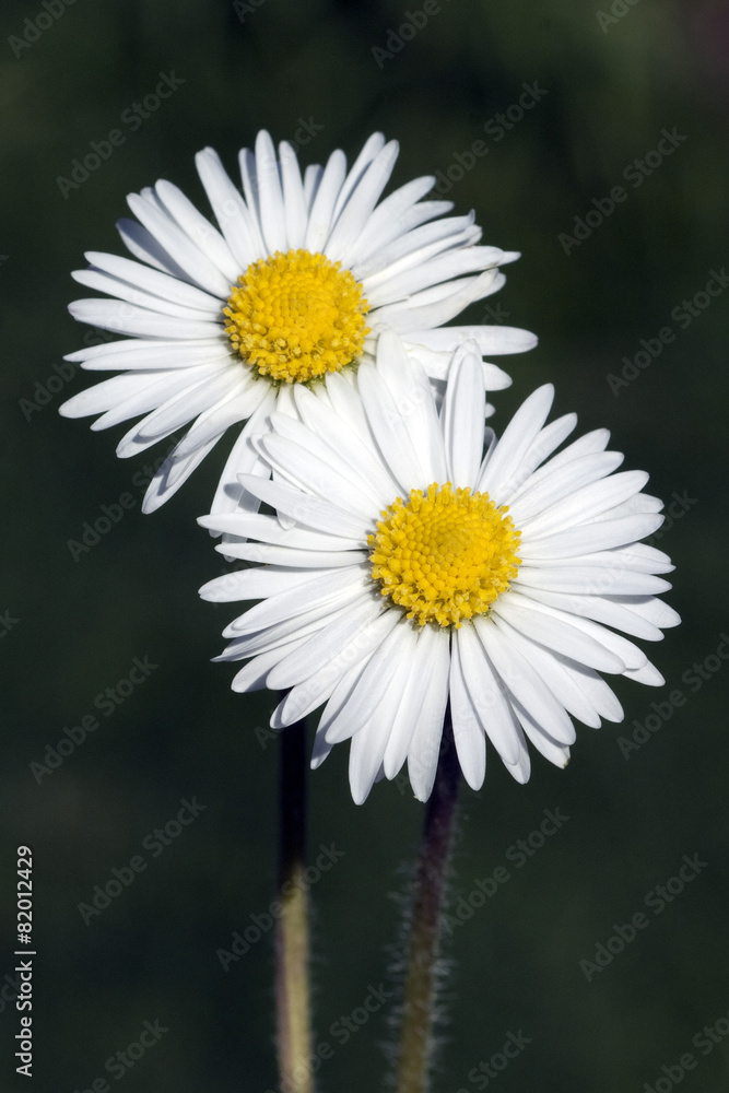 Obraz premium Gaensebluemchen; Bellis; Perennis