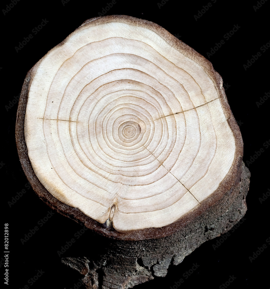 Jahresringe; Jahrring; Holzring; Jahresringe; Jahrring; Holzring;