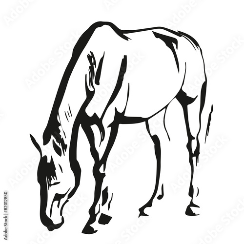 Fototapeta Naklejka Na Ścianę i Meble -  Horse