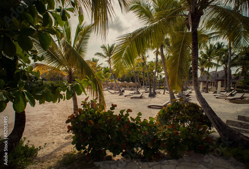 Palm trees on the Wild tropical caribbean sand beach in