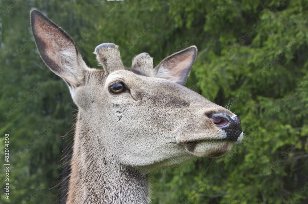 Close look of a deer