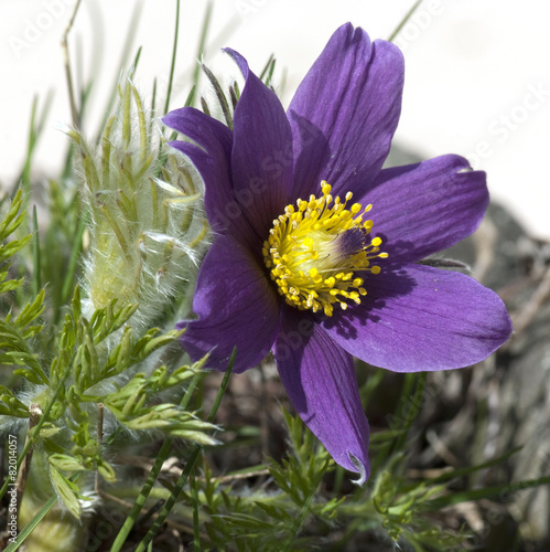 Kuechenschelle; Pulsatilla vulgaris photo