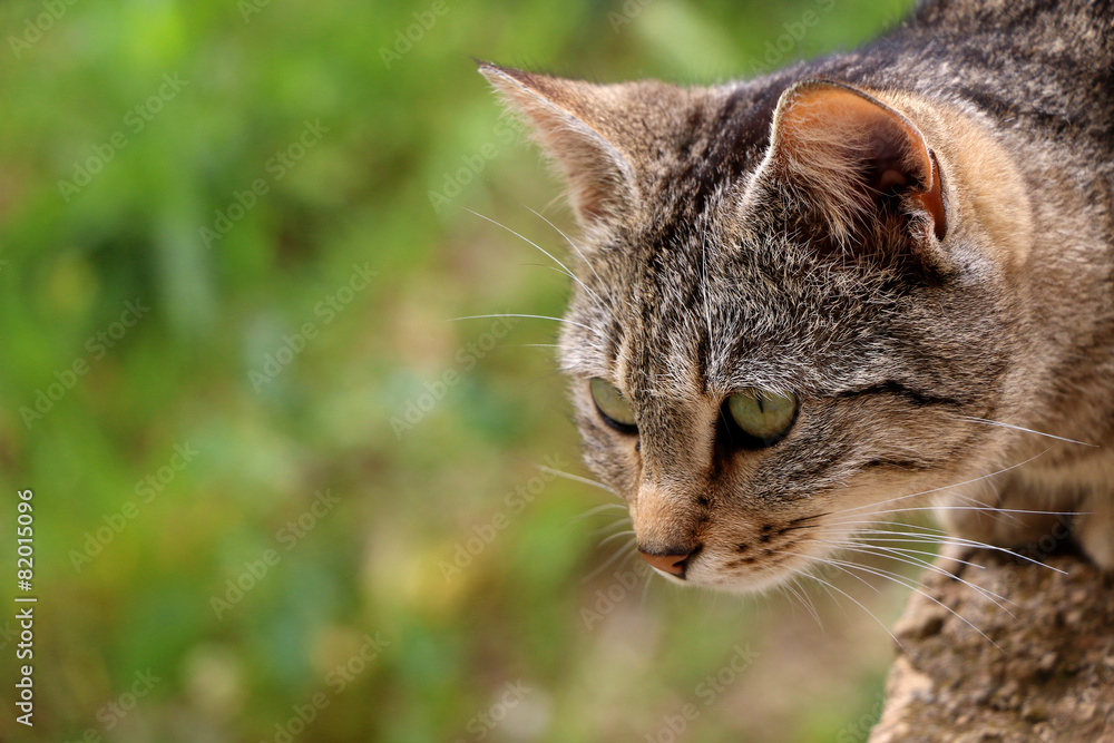 Brown tabby cat in the garden, head close-up.