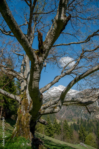 albero secolare