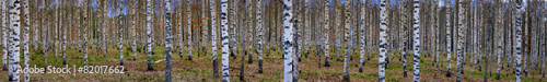 Panoramic view of birch forest #82017662