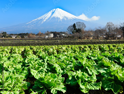 富士山と春キャベツ