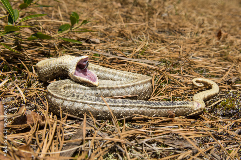 Eastern Hognose Snake Playing Dead 