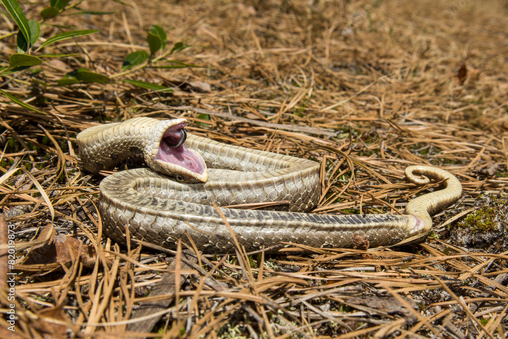 grass snake playing dead