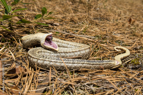 Hognose Snake Playing Dead Stock Photo - Download Image Now - Eastern  Hognose Snake, Animal Scale, Animal Wildlife - iStock