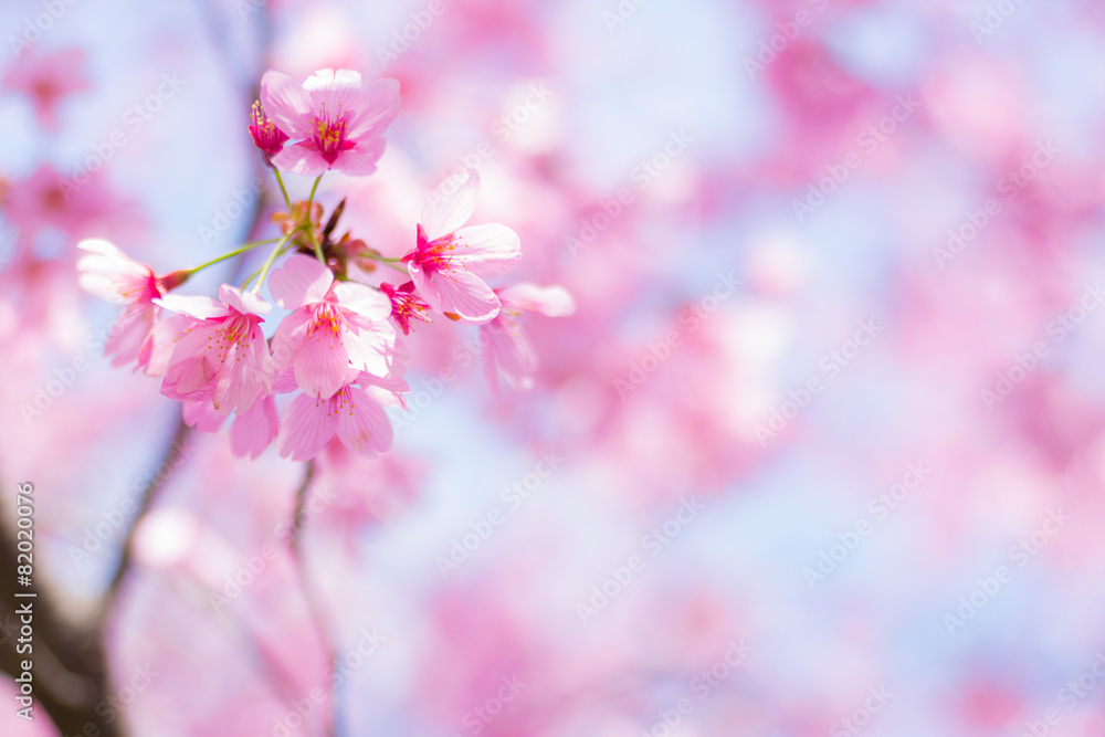 Fototapeta premium 陽光桜（ヨウコウザクラ）