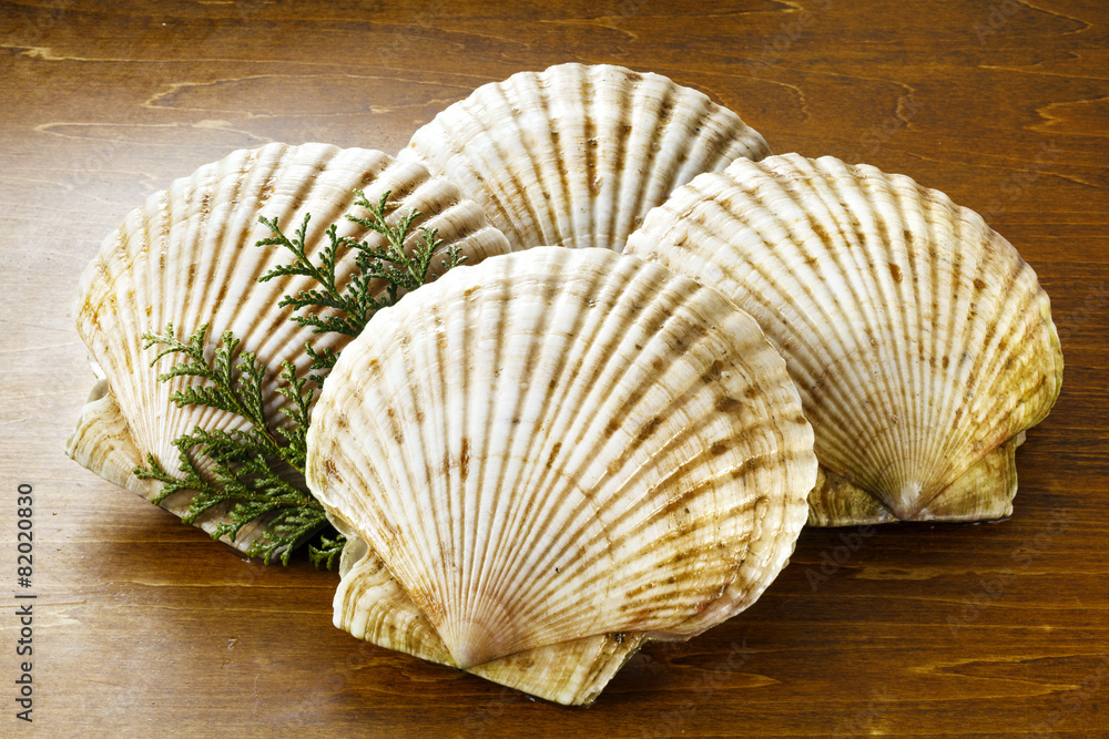 Obraz premium ほたて 帆立 Scallops