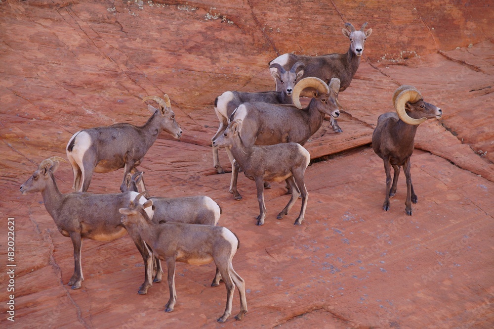 Obraz premium A herd of desert bighorn sheeps on the mountainside.