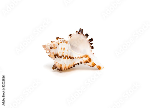 Sea shell with brown spikes