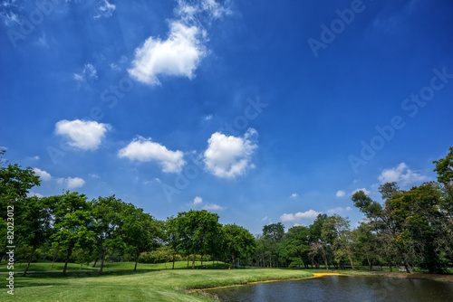 View of green trees in the city park