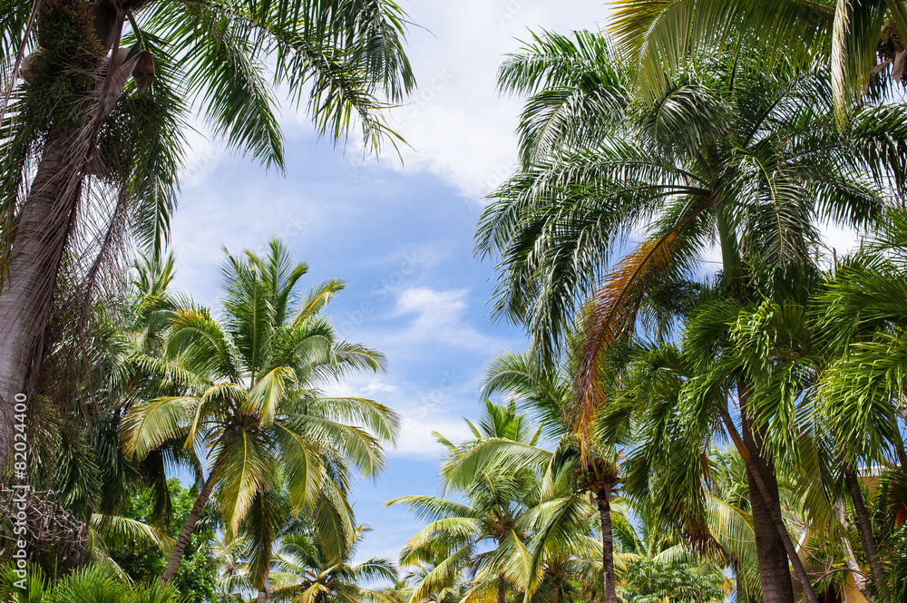 Green exotic garden. dominican republic. Pathway in tropical Green exotic garden. dominican republic. Pathway in tropical