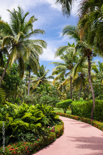 Fototapeta Naklejka Na Ścianę i Meble -  Green exotic garden. dominican republic. Pathway in tropical