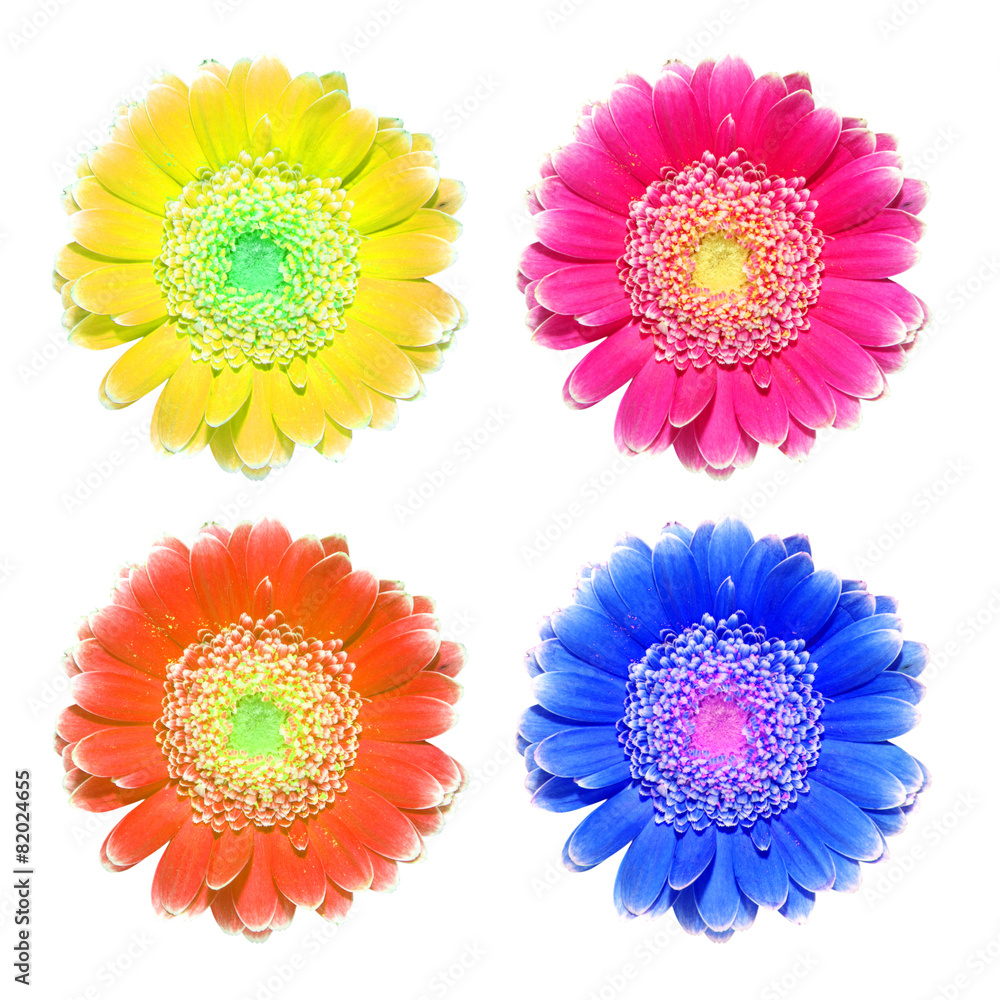 Gerbera Gerbera