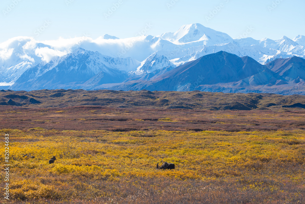 moose at denali national park with mountain background