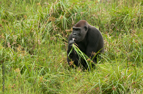 Western Lowland Gorilla in Mbeli bai, Republic of Congo