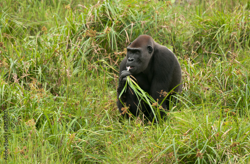 Western Lowland Gorilla in Mbeli bai, Republic of Congo photo