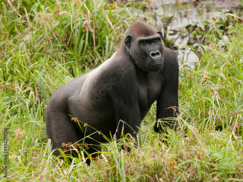 Western Lowland Gorilla in Mbeli bai, Republic of Congo