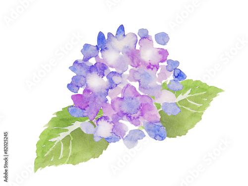 紫色の紫陽花 水彩イラスト Stock Illustration Adobe Stock