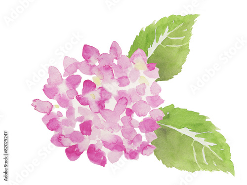 ピンク色の紫陽花 水彩イラスト Stock Illustration Adobe Stock