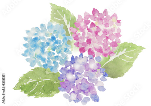あじさい 水彩イラスト Stock Illustration Adobe Stock あじさい 水彩イラスト Stock Illustration Adobe Stock