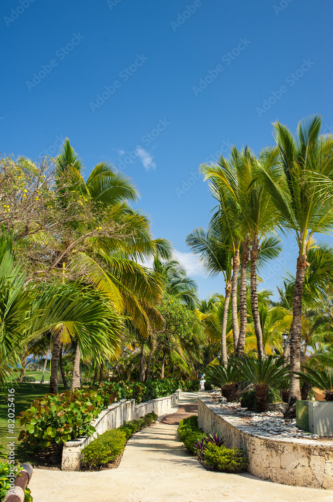 Green exotic garden. dominican republic. Pathway in tropical
