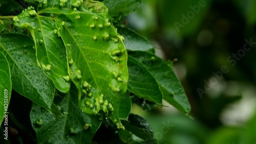 leafs with gall diseases are shaken in the wind