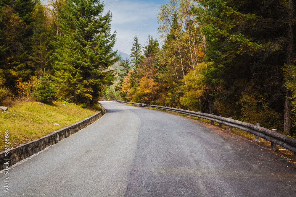 Forest road Forest road
