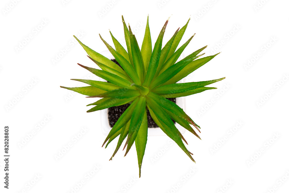 Green cactus from above on isolated background Green cactus from above on isolated background
