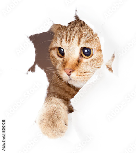 cat looking in paper side t...