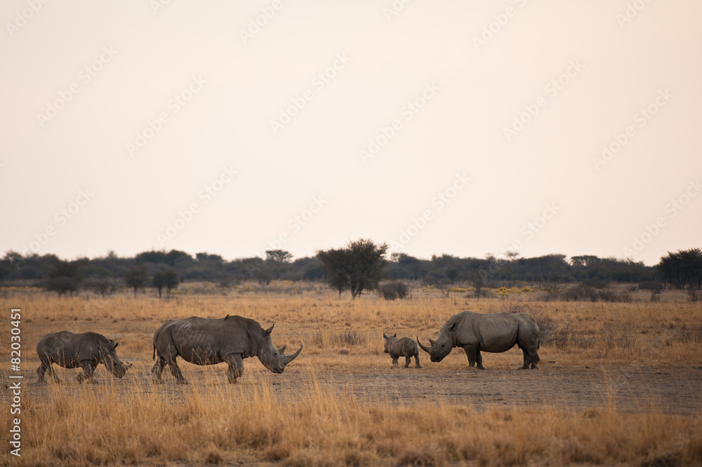 Deserto del Kalahari, Botswana, Africa