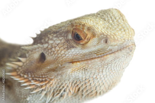 portrait of a bearded agama.