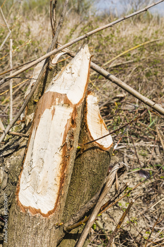 Tree felled by beaver