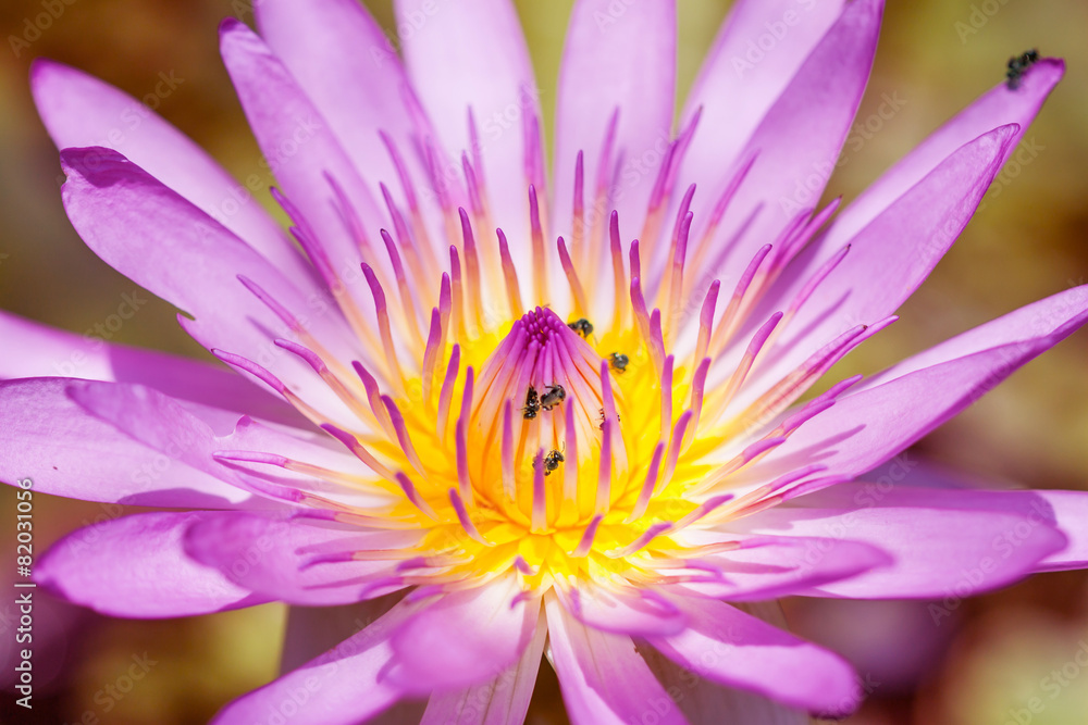 Purple water lilies Purple water lilies