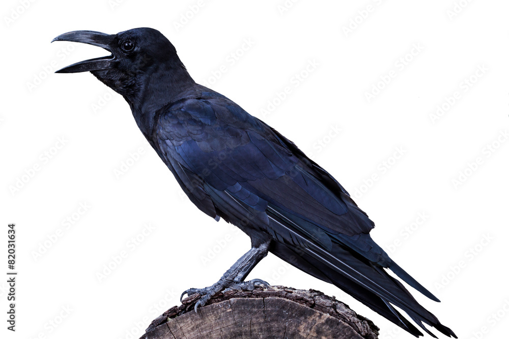 Obraz premium portrait of a crow