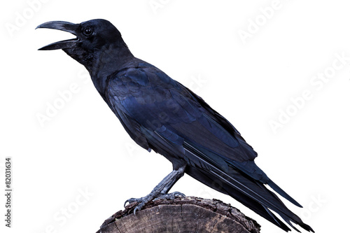 portrait of a crow © enterphoto
